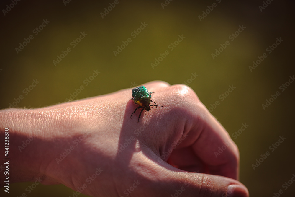 Obraz premium cockchafer on finger