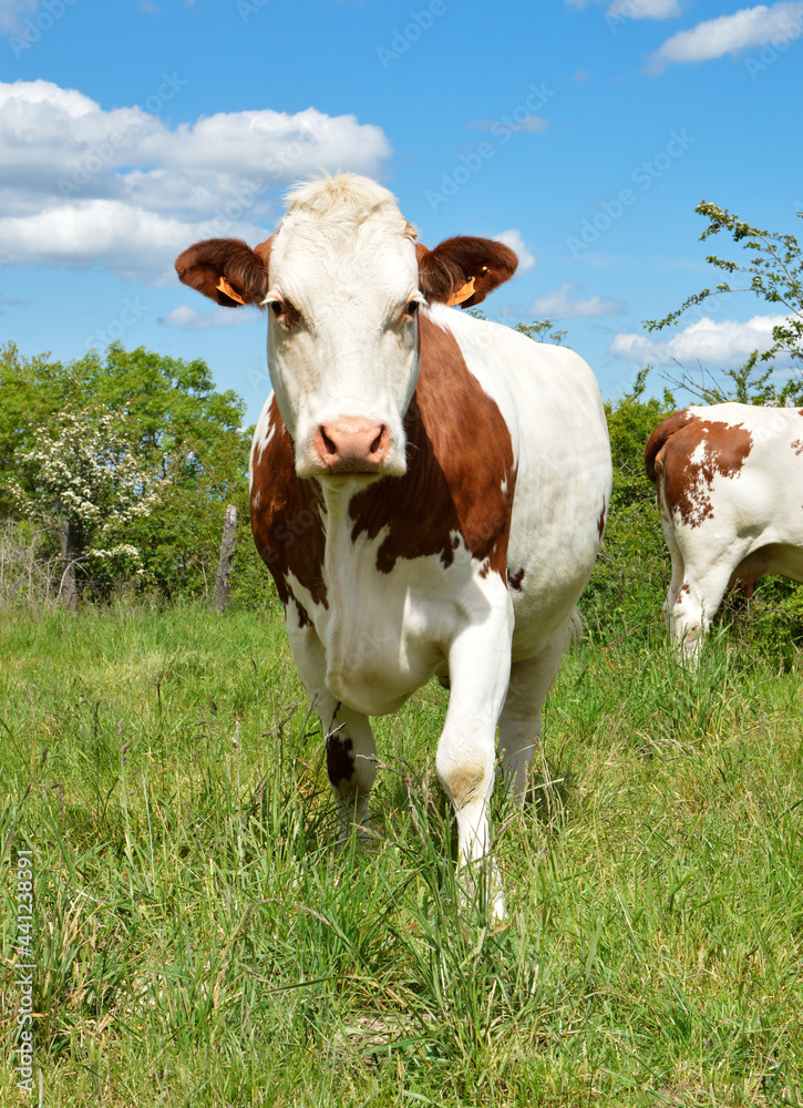 Montbeliarde dairy cow in a agricultural verdant field. This is a dairy cow used for the dairy industry. Montbeliarde dairy cow in a agricultural verdant field. This is a dairy cow used for the dairy industry.