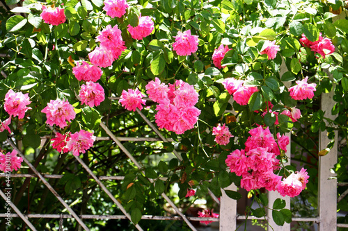 pink flowers in the garden