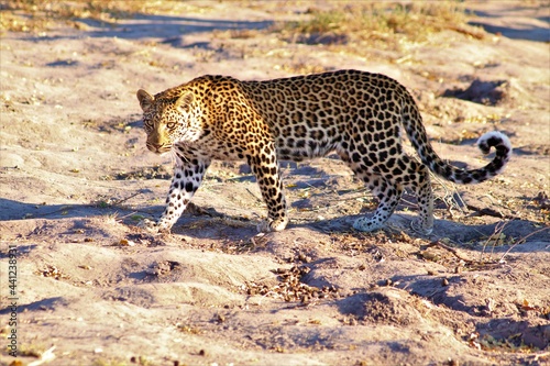 Male leopard walking in Moremi game reserve Botswana.