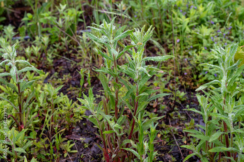 Mentha aquatica medicinal plant or water mint is perennial flowering plant in the mint family Lamiaceae. Mentha aquatica medicinal plant or water mint is perennial flowering plant in the mint family Lamiaceae.