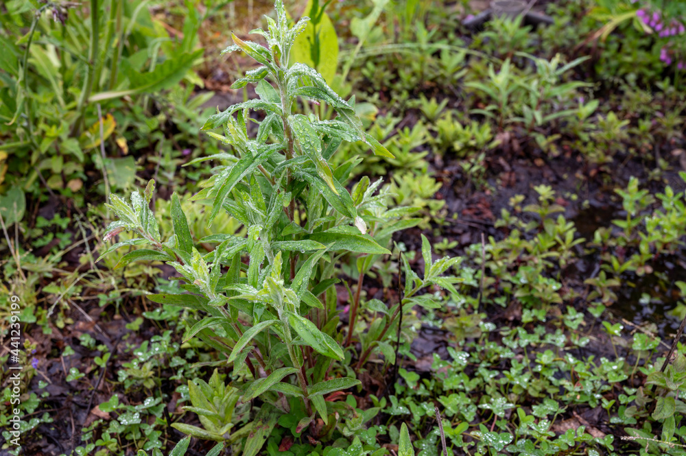 Mentha aquatica medicinal plant or water mint is perennial flowering plant in the mint family Lamiaceae. Mentha aquatica medicinal plant or water mint is perennial flowering plant in the mint family Lamiaceae.