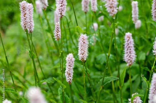Botanical collection, young green leaves and pink flowers of medicinal plant Bistorta officinalis or Persicaria bistorta), known as bistort, snakeroot, snake-root, snakeweed and Easter-ledges. photo
