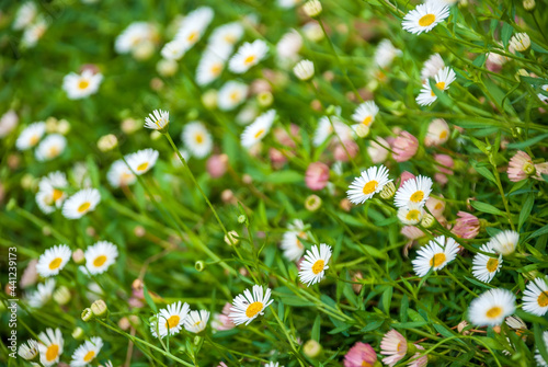Background from flowering daisies on a sunny day.