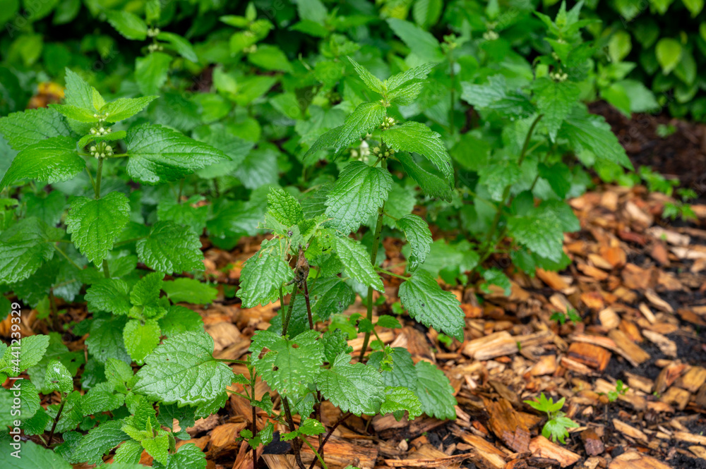 Lamium album, medicinal plant commonly called white nettle or white dead-nettle is a flowering plant in the family Lamiaceae. Lamium album, medicinal plant commonly called white nettle or white dead-nettle is a flowering plant in the family Lamiaceae.