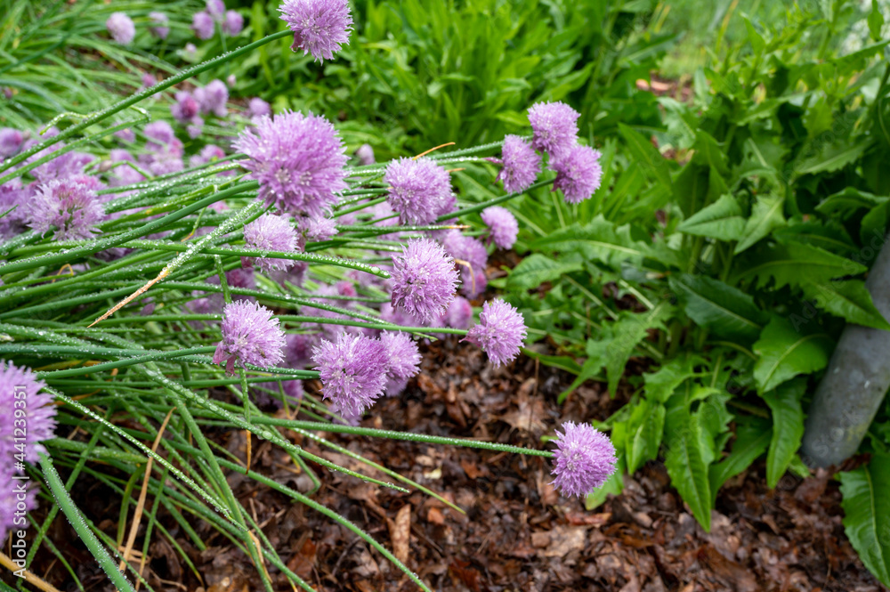 Botanical collection, violet blossom of edible, medicinal, ornamental garden plant Alllium, chive onion plant
