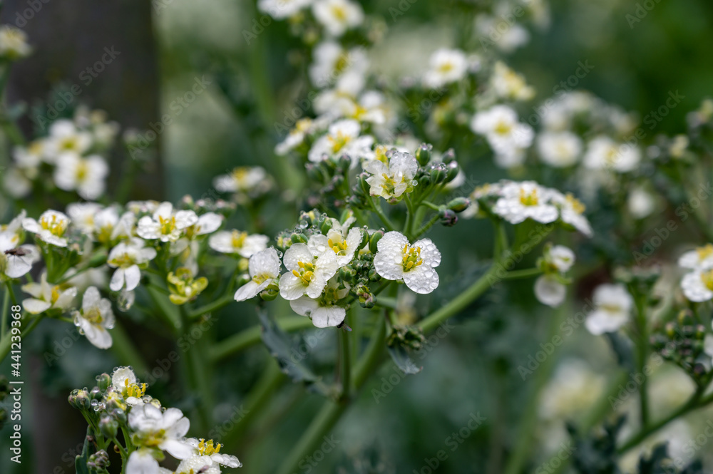 Botanical collection, white blossom of eadible sea shore plant Crambe maritima or sea kale,seakale or crambe flowering plant in genus Crambe of the family Brassicaceae. Botanical collection, white blossom of eadible sea shore plant Crambe maritima or sea kale,seakale or crambe flowering plant in genus Crambe of the family Brassicaceae.
