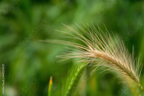 Feathery fresh spiky grass in the summer in selective focus