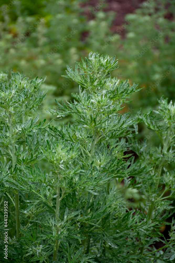 Botanical collection, young green leaves of Artemisia absinthium wormwood, absinthe, mugwort, wermout poisonous species of Artemisia, ornamental plant and is used as ingredient in spirit absinthe. Botanical collection, young green leaves of Artemisia absinthium wormwood, absinthe, mugwort, wermout poisonous species of Artemisia, ornamental plant and is used as ingredient in spirit absinthe.
