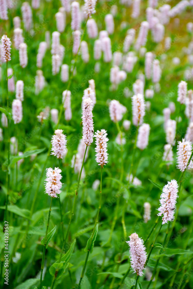Botanical collection, young green leaves and pink flowers of medicinal plant Bistorta officinalis or Persicaria bistorta), known as bistort, snakeroot, snake-root, snakeweed and Easter-ledges. Botanical collection, young green leaves and pink flowers of medicinal plant Bistorta officinalis or Persicaria bistorta), known as bistort, snakeroot, snake-root, snakeweed and Easter-ledges.