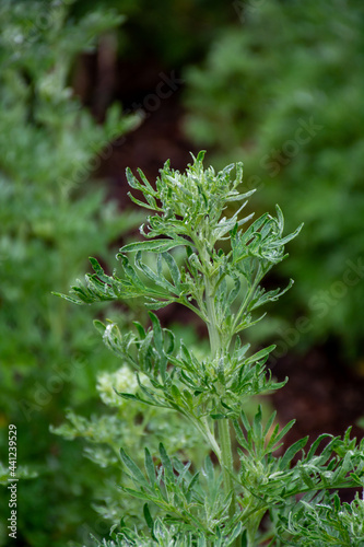 Botanical collection, young green leaves of Artemisia absinthium wormwood, absinthe, mugwort, wermout poisonous species of Artemisia, ornamental plant and is used as ingredient in spirit absinthe.