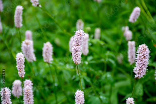 Botanical collection, young green leaves and pink flowers of medicinal plant Bistorta officinalis or Persicaria bistorta), known as bistort, snakeroot, snake-root, snakeweed and Easter-ledges. photo