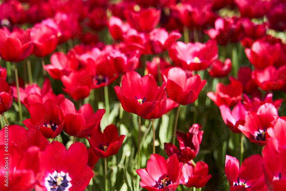Red beautiful tulips field in spring time with sun rays Red beautiful tulips field in spring time with sun rays