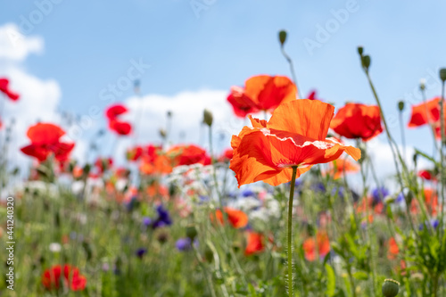 Variety of wild flowers including poppies, cornflowers and cow parsely, growing on a grass verge next to the road in Eastcote, Hillingdon, in the London suburbs, UK. Blue sky in the background.