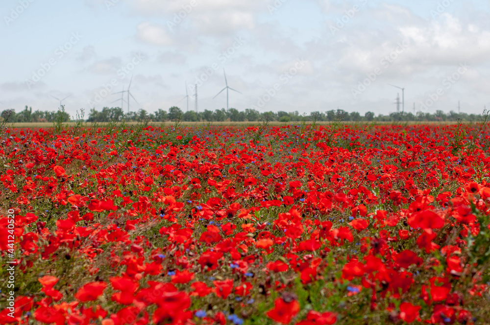 Poppy field with wind mills on the background Poppy field with wind mills on the background