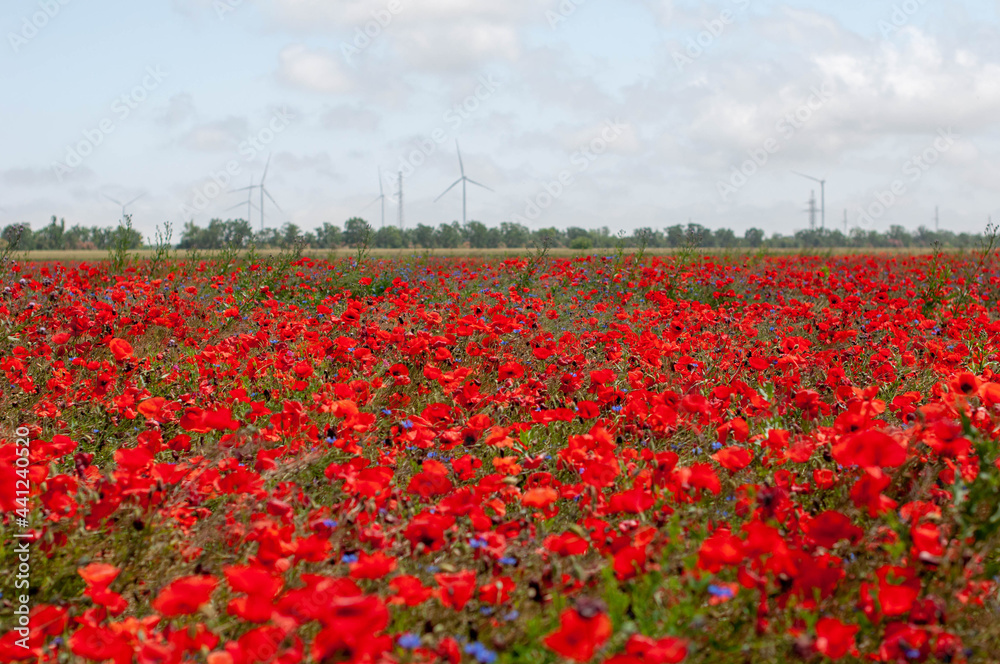 Poppy field with wind mills on the background