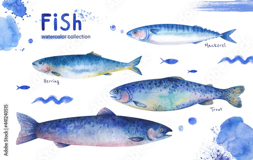 A set of illustrations of marine life. Trout, mackerel, herring on a white background. Watercolor themed drawings, sticker template