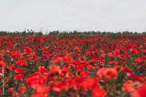 Poppy field with wind mills on the background