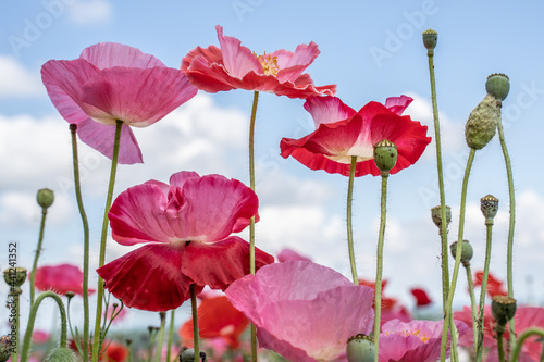 Pink and red poppies in wildflower garden. 