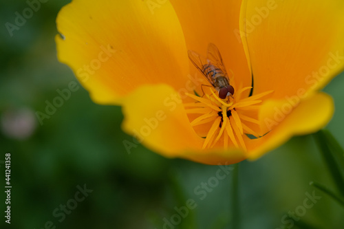Hoverfly at lunch
(Episyrphus balteatus)