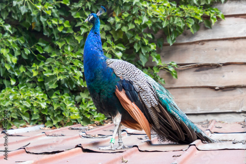 Peacock stands on a red roof, blue green and brown colors