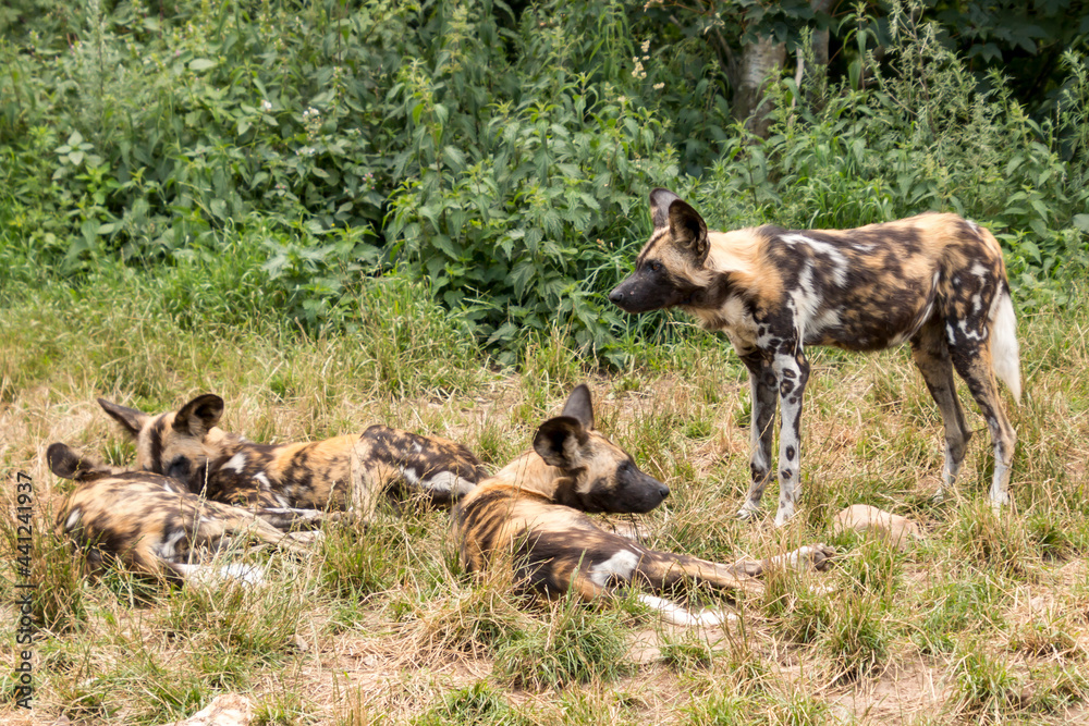 Lycaon pictus hyena dog herd lies and relaxes in nature. Lycaon pictus hyena dog herd lies and relaxes in nature.