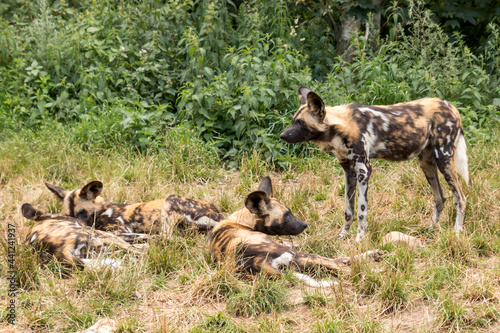 Lycaon pictus hyena dog herd lies and relaxes in nature.