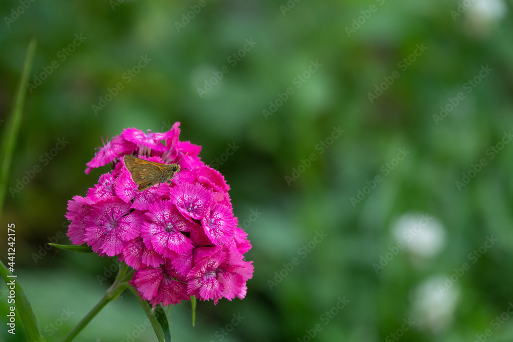 blue butterflies flying in cosmos flowers against a dusk sky