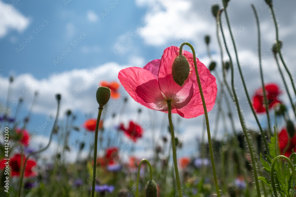 Obraz premium Colourful wild flowers, including poppies planted on a roadside verge in the London Borough of Hillingdon, UK. The wild flowers are planted to support wildlife.