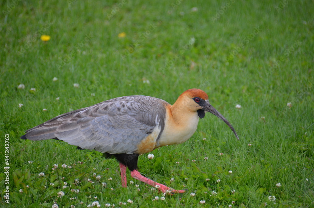 Fototapeta premium bird in the park
