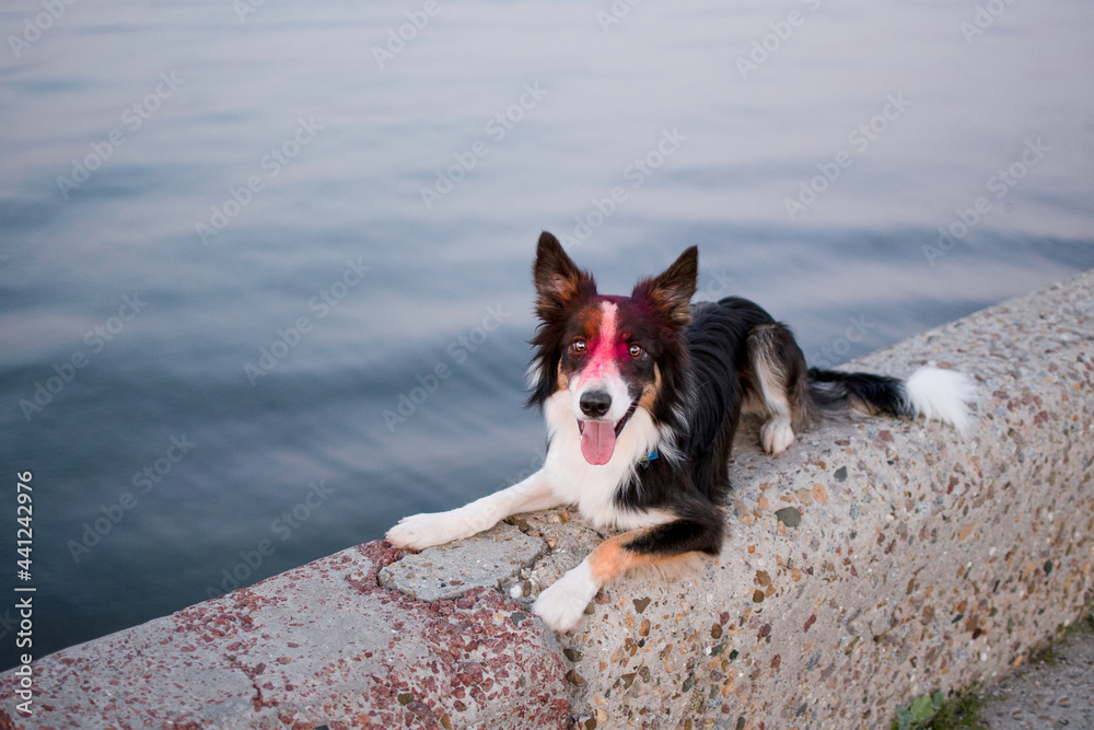 Happy black and white tricolor  border collie walking in the park near the sea at beautiful pink sunset. Cute portrait of dog staying on 
parapet with wonderful background sky sundown.