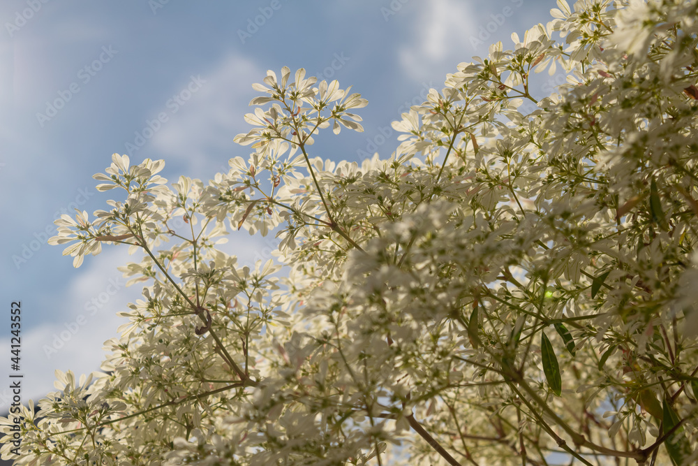 White flowers pattern tree with green, brown and red branches from Euphorbia leucocephala (Noivinha) on a blue sky by the sunlight White flowers pattern tree with green, brown and red branches from Euphorbia leucocephala (Noivinha) on a blue sky by the sunlight