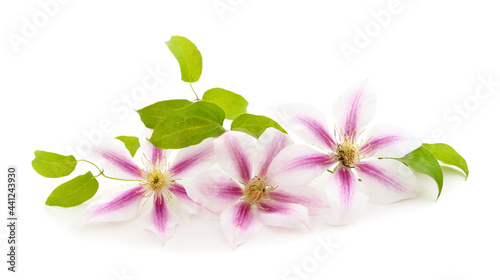 Pink clematis with green leaves. © ANASTASIIA