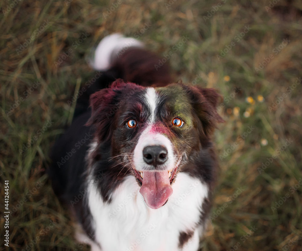 Black and white tricolor border collie is laying on the grass at the walk. Beautiful portrait of cute funny dog in the park. Dog on the grass with pink holi colors painting on its face