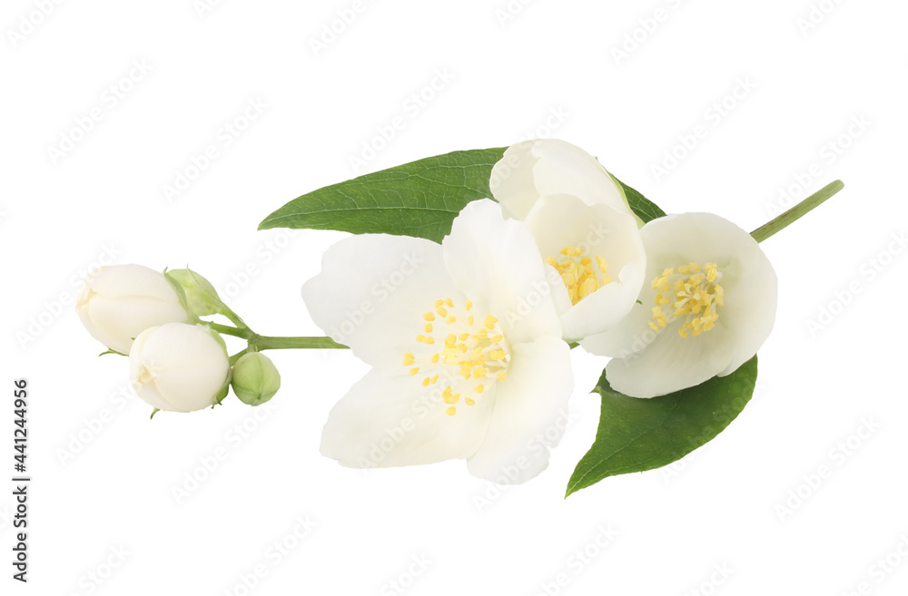Jasmine flowers isolated on white background, top view