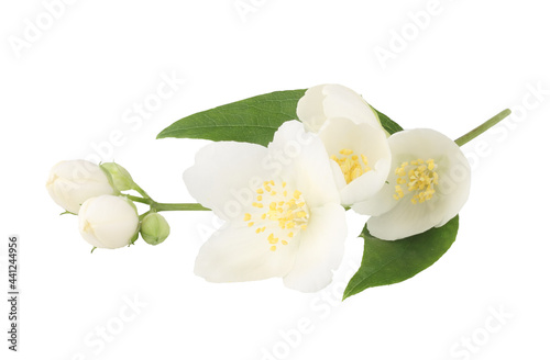 Jasmine flowers isolated on white background  top view