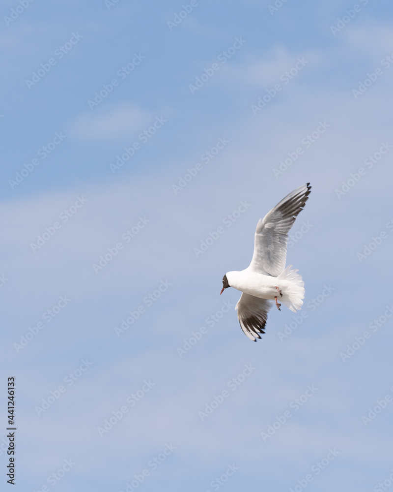 flying seagull flying seagull