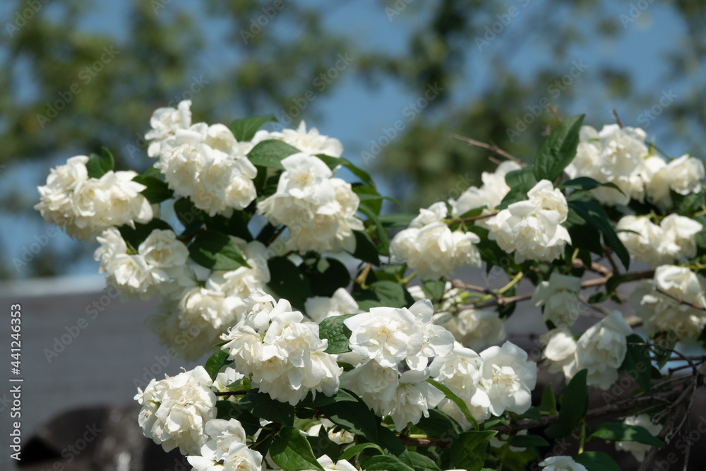 Jasmine flowers blossoming on bush in sunny day in garden Jasmine flowers blossoming on bush in sunny day in garden