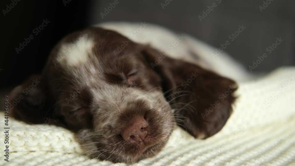 Russian spaniel chocolate merle blue eyes puppy dog lying and sleep on couch Russian spaniel chocolate merle blue eyes puppy dog lying and sleep on couch