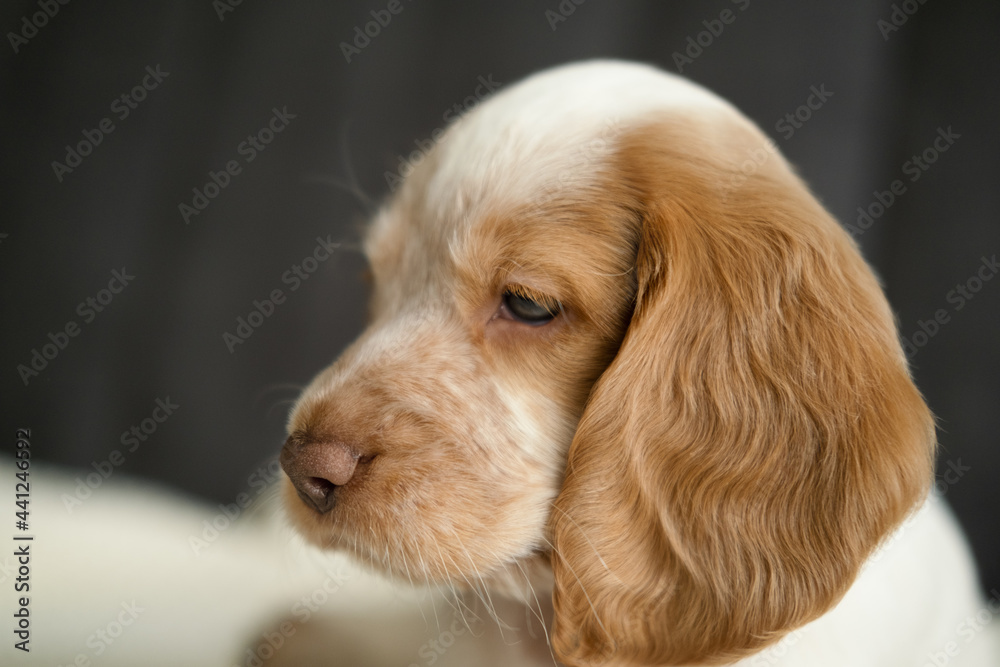 Russian spaniel red and white with blue eyes puppy dogs face on couch