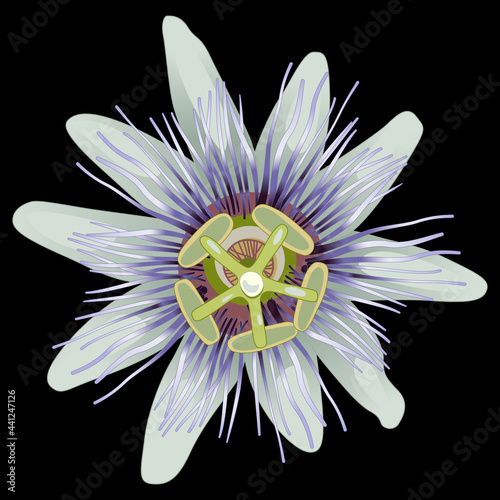 Head of a Blue Passion Flower or Passiflora. On black background. Isolated vector illustration. 