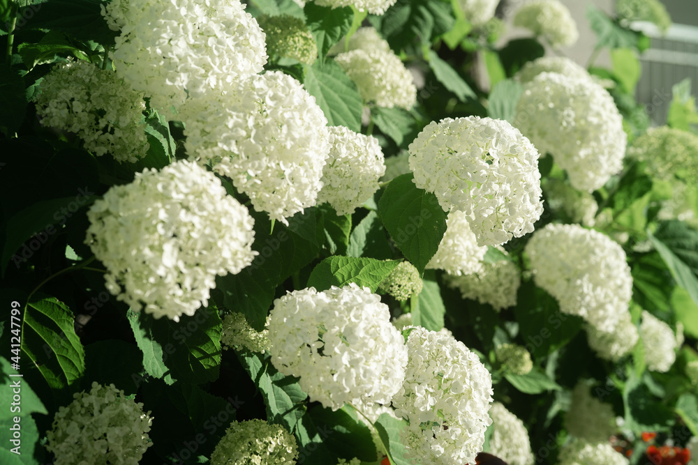 Beautiful Hydrangea flower in the city in Ontario Canada Beautiful Hydrangea flower in the city in Ontario Canada