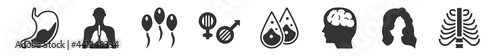 filled set of human body parts icons. glyph vector icons such as human abdomen, human with focus on the lungs, sperms, male and female gender, sweat or tear drop, ribs. vector illustration.