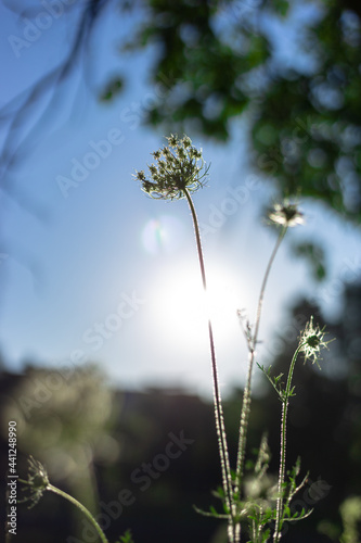 Daucus Carota аnd the rays of the setting sun. Hogweed sosnovsky. Wild carota. photo