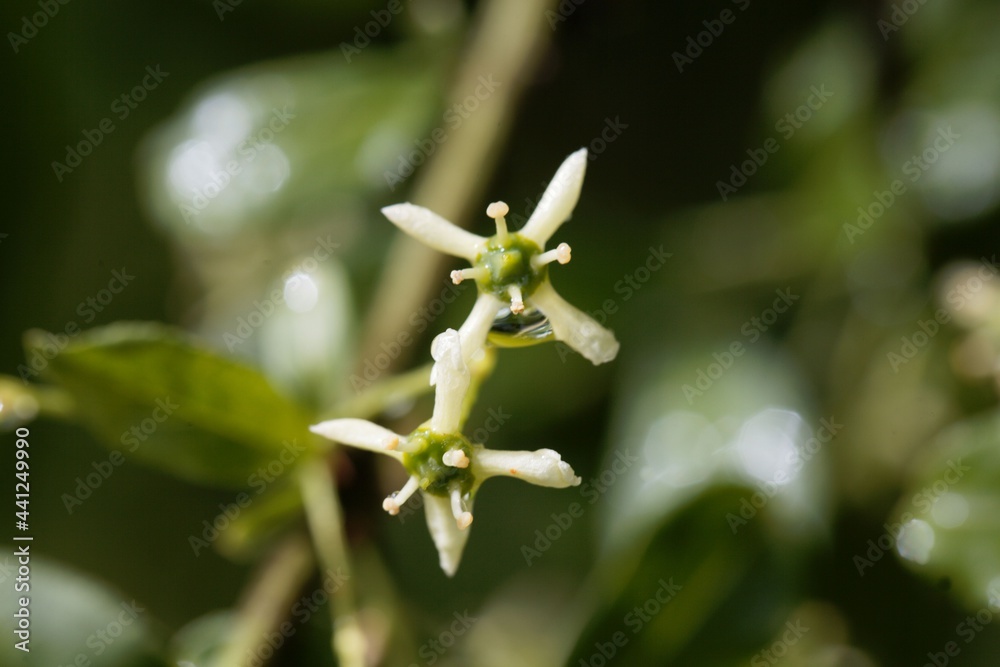 Flowers of a European spindle, Euonymus europaeus Flowers of a European spindle, Euonymus europaeus
