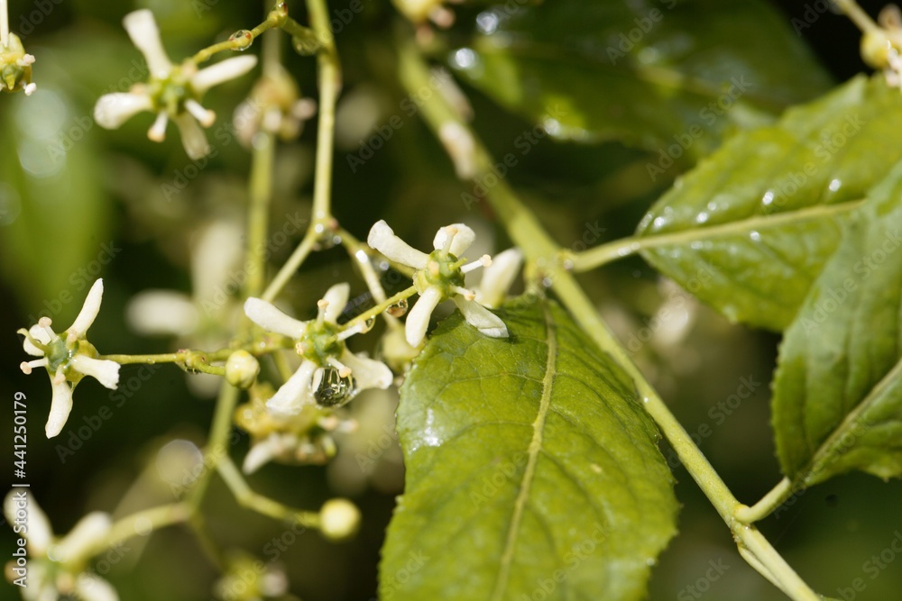 Flowers of a European spindle, Euonymus europaeus