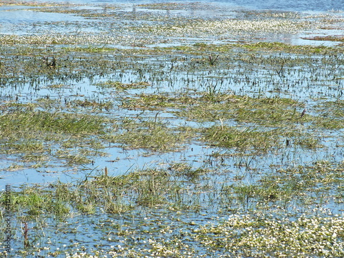 Río Adaja photo
