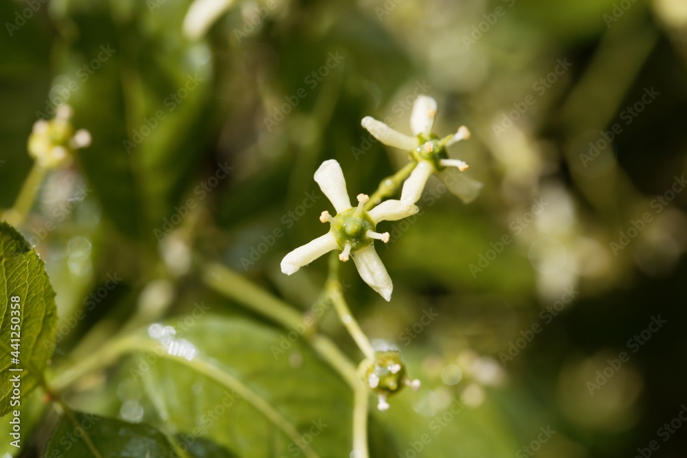 Flowers of a European spindle, Euonymus europaeus Flowers of a European spindle, Euonymus europaeus
