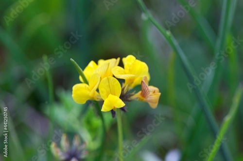 The horseshoe vetch Hippocrepis comosa