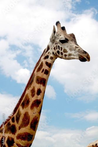 giraffe in the wild © DMYTRO